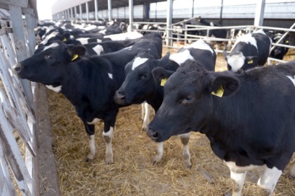 Кузьма Алдаров: Вернуть «коровьи» деньги просят жители Иркутской области  