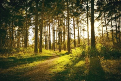 Научиться восстанавливать поражённый шелкопрядом лес в Приангарье призывает Владислав Буханов 