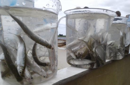 Олег Попов обратился в Минприроды РФ с инициативой о снятии запрета на промышленный лов омуля