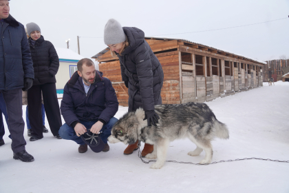 В Иркутской области появится больше приютов для бездомных животных