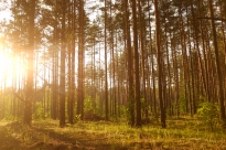 Депутаты областного парламента принимают участие в работе Всероссийского форума «Живой лес»