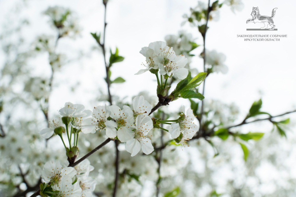 Поздравление Александра Ведерникова с праздником Весны и Труда